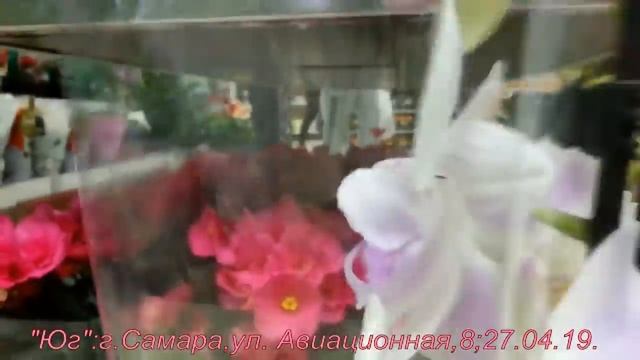 ЗАВОЗ ОРХИДЕЙ в 