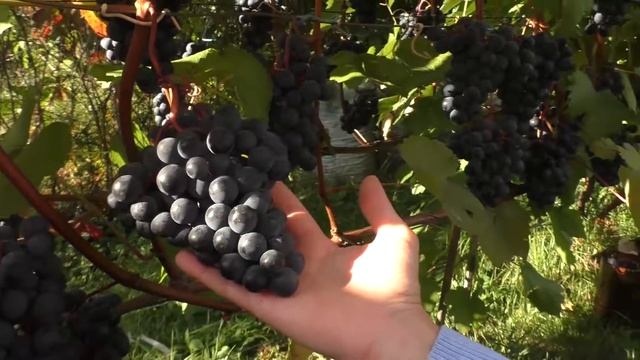 Симоне - Винные сорта на нашем участке смотреть онлайн