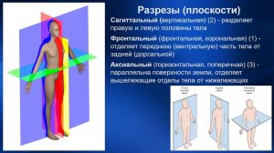 1.02 Топография, анатомические ориентиры | Классический массаж. Цикл 1