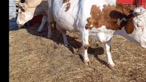 Симментальская порода коров