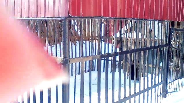 Цыганские кони романа смотреть онлайн