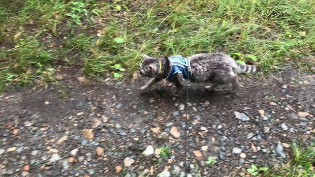 Домашняя кошка в лесу. Злодейка психует в заброшке смотреть онлайн