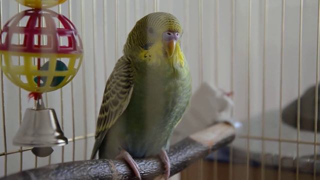 DSC 1281 смотреть онлайн