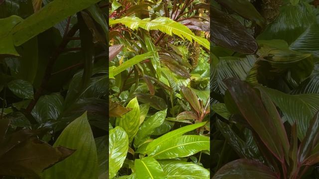 Vertical 4K Nature Film with Music - The Beauty of Big Island's Nature, Hawaii смотреть онлайн