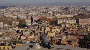 Как атакует Сапсан? Самый быстрый хищник в мире!