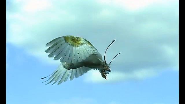 high SPEED Videos (bird) смотреть онлайн