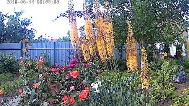 Золотые стрелы цветов эремуруса смотреть онлайн