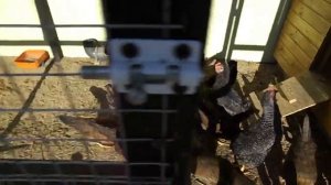 Чем кормить кур, сколько раз в день и в каком количестве, что бы они много несли яйца