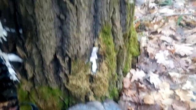 Вешенка в КФХ Субботиных смотреть онлайн