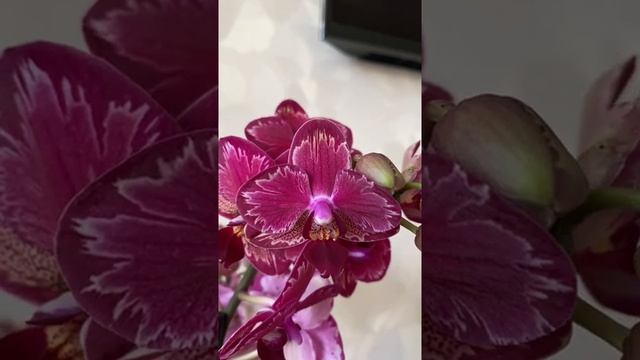 Орхидея Интрига