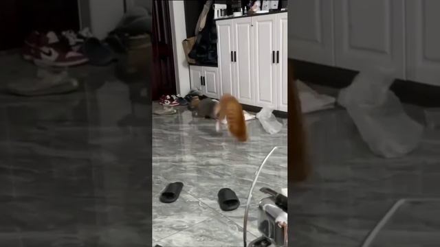 сальто убегано смотреть онлайн