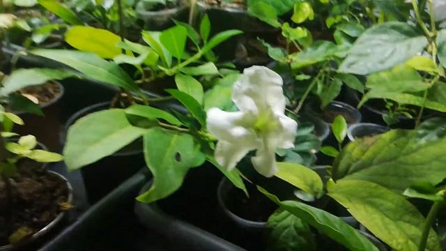 Брунфельзия манака. Зимнее цветение смотреть онлайн