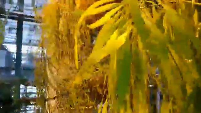 173. Оказывается! Съедобные плоды кактусов. смотреть онлайн