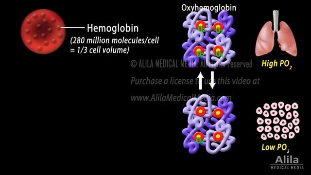 How Red Blood Cell Carry Oxygen and Carbon Dioxide, Animation смотреть онлайн