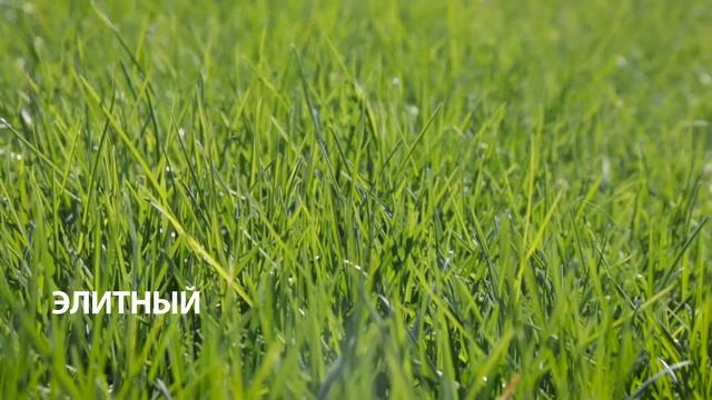 SagamaGreen Элитный