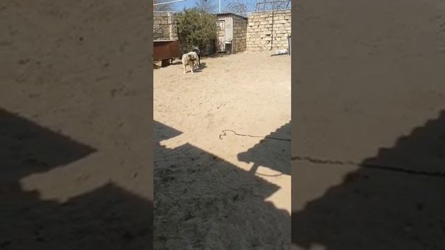 Вязка кавказцев смотреть онлайн