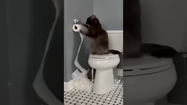 1 Minute of Cats Being Cats... #funnycats #catshorts #shorts смотреть онлайн