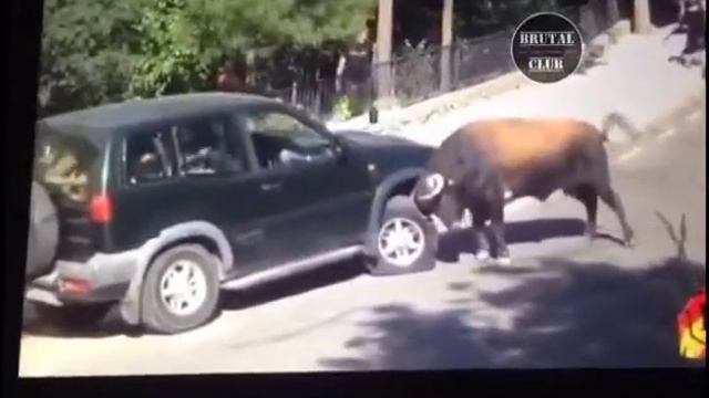 Бык поднимает джип 2016 г. смотреть онлайн