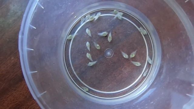 Гибель недельного малька дискусов. смотреть онлайн