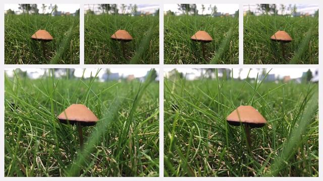 Panaeolina Foenisecii (Mower's Mushroom) смотреть онлайн