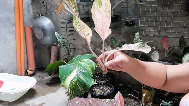 How to Propagate Aglaonema: Lola Malyn Way. смотреть онлайн