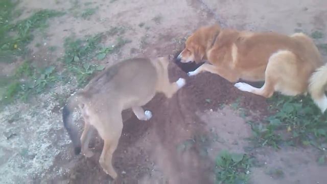 Собачьи игры (копатели сокровищ) смотреть онлайн