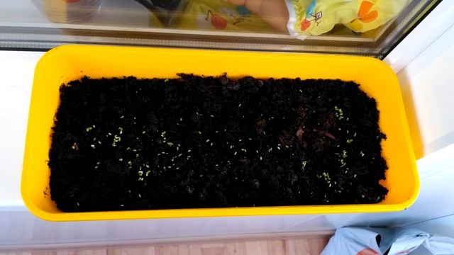Выращивание салата на балконе смотреть онлайн