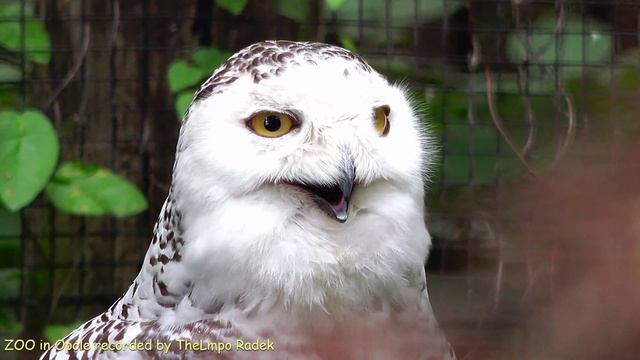 Snowy owl Sowa śnieżna Nyctea scandiaca - ZOO in Opole - Ultra HD video 4K смотреть онлайн
