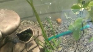 @0287 Черно-коричневые улитки в аквариуме-неожиданная проблема...