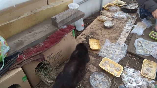 Дачные коты#8 смотреть онлайн