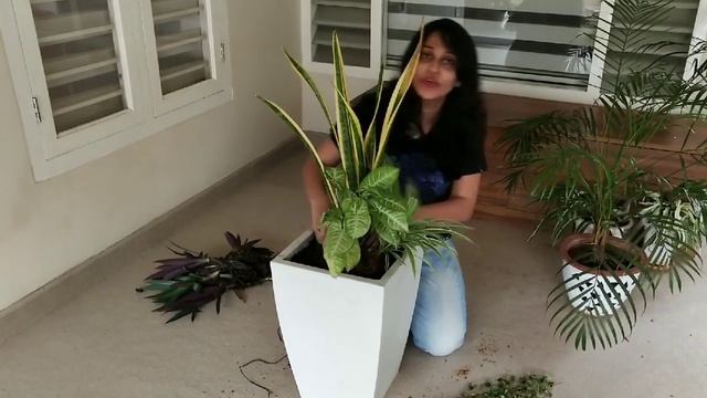 ഇനി ചെടികൾ ഇങ്ങനെ ഒന്നു നട്ടാലോ? Simple shade container arrangement/shade loving plants in a plante смотреть онлайн