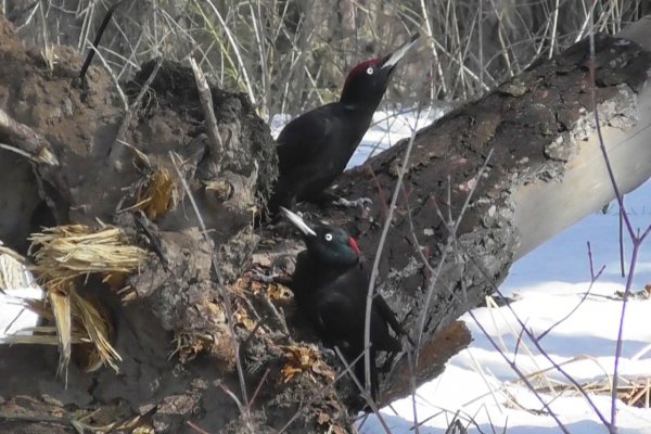 Пара чёрных и один седой ( Dryocopus martius ) ( Picus canus )
