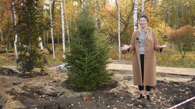 Пихта бальзамическая | Как посадить пихту? | Уход за пихтой | Хвойные