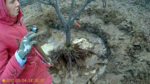 Пересадка сливы наш опыт.