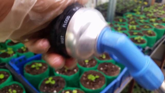 Поливаю в теплице. Мои питомцы. смотреть онлайн