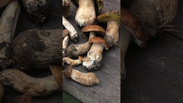 Грибы летом 2023 дмитров