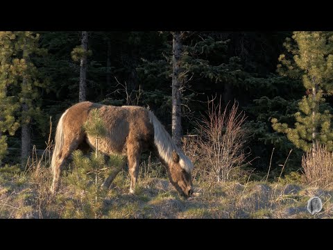 VERY STRANGE | Bigfoot is Braiding Horses Hair смотреть онлайн