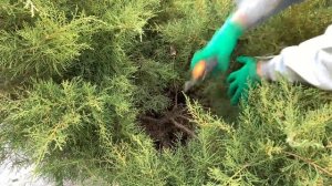 Обрезка можжевельника весной. Формирую казацкий можжевельник. Самые простые способы.