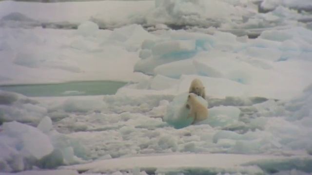 Svalbard Polar Bear Cubs смотреть онлайн