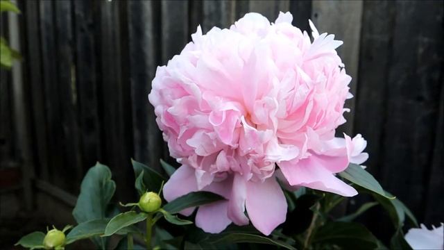Backyard peony flowers Mons Jules Elie смотреть онлайн