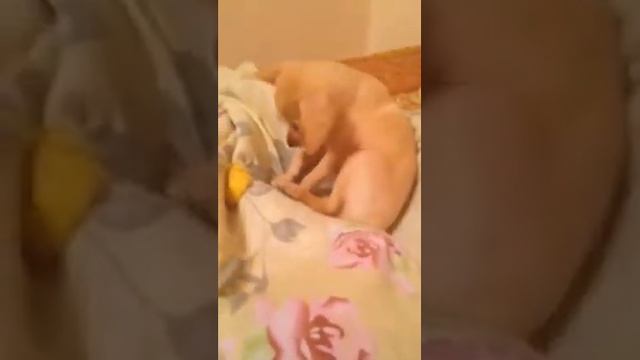 Персик и манго смотреть онлайн