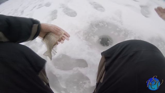 ОГРОМНЫЕ КАРАСИ АТАКУЮТ МОРМЫШКИ!!! Эффектные поклевки! Рыбалка со льда смотреть онлайн