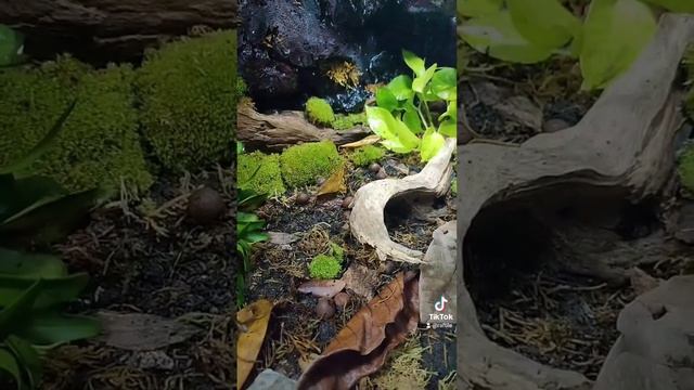 green tree python enclosure смотреть онлайн