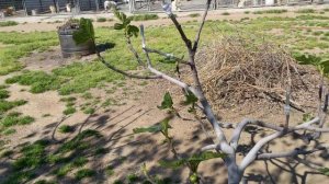 Инжир сорта Yellow Long neck с прививками разных сортов