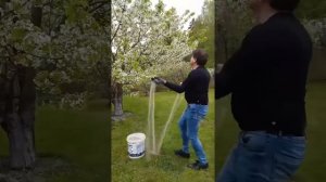 Практически 100% опыление плодовых деревьев во время дождливого цветения.Результат не заставит ждат