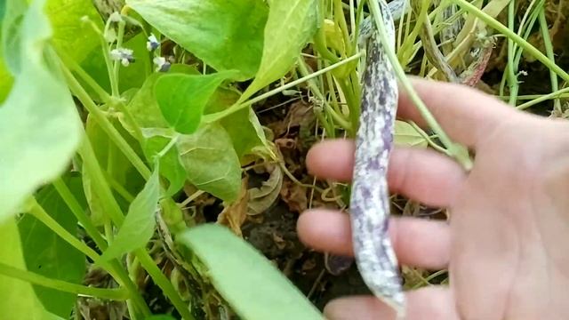 Фасоль Модница, Фламинго и ещё одна от Аэлиты??? смотреть онлайн