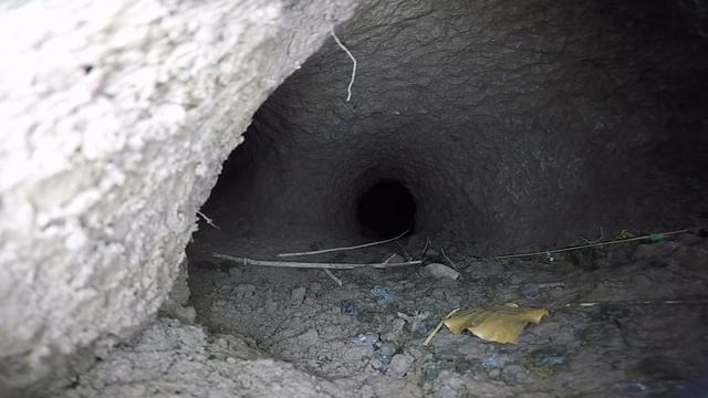 Little Bolter - Sunrise Ferreting 10 смотреть онлайн