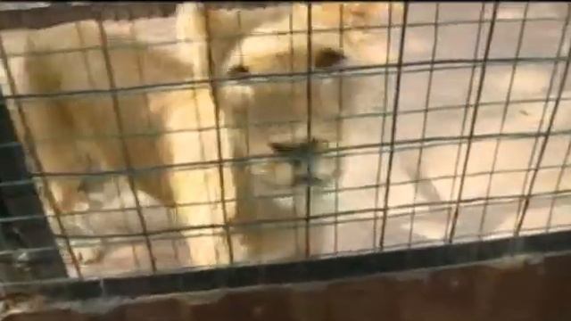 Продашь крокодила, попадёшь в тюрьму. 29.06.2018. смотреть онлайн