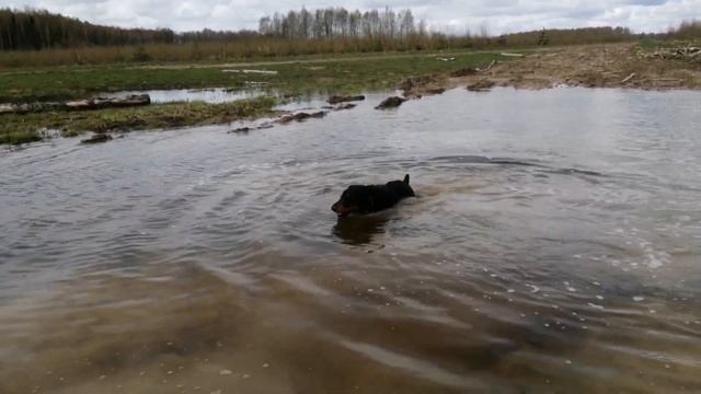Прогулка с ягдтерьером, собираем клещей)Пришла весна... смотреть онлайн