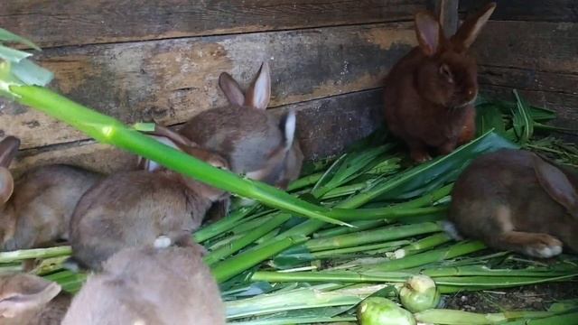 В каком возрасте отсаживать крольчат от крольчихи?//Жизнь в деревне !!!